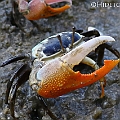 Southern Calling Fiddler Crab (Gelasimus vomeris) in Cairns<br />Canon 7D + EF400 F5.6